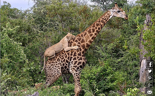 猛獅壓境長頸鹿毫不畏懼　麒麟神威讓百獸王威名蕩然無存