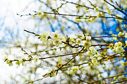 彷彿置身在畫中！內行人才知道的賞梅秘境報你知