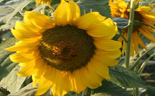 用這朵花來象徵父親節 桃市府發揮新創意