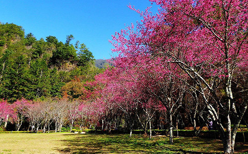 醫師親授賞花不過敏！預防花粉症三招學起來