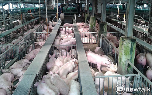 開放美豬入台引發爭議！在台美國人：可以進口但我不會吃