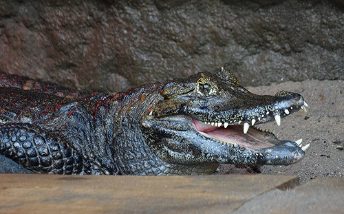 鱷魚先生交配40年繁殖全失敗　檢查才發現因為「太小」了