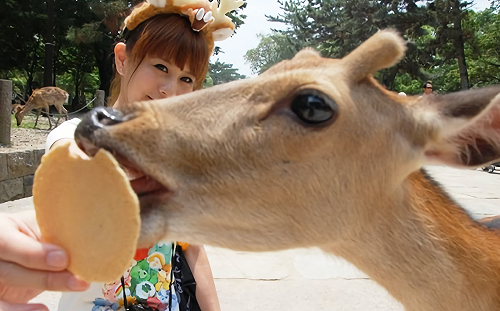 逐鹿之旅小心「小鹿」亂撞　日本奈良公園鹿攻擊事件激增
