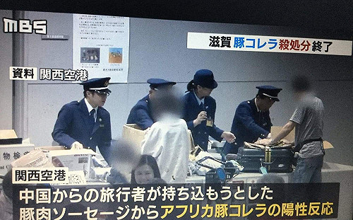 劉黎兒觀點》掉以輕心！日本豬瘟疫情擴大  悔恨啊⋯⋯