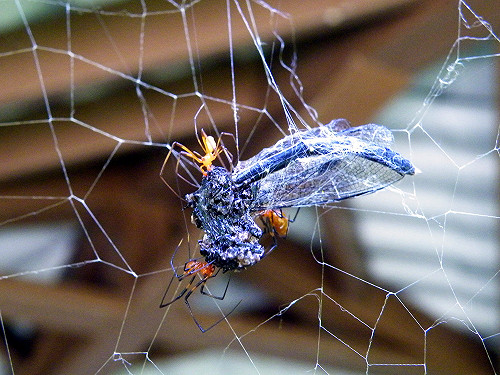 謝步智觀點》諸侯搶地盤 田英飛入蜘蛛網