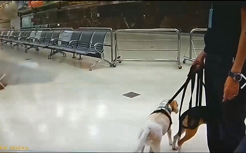 道歉也沒用！「護國神犬」值勤遭踹 動保處：確認違法就開罰