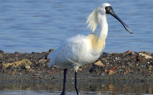 「造神」過頭！黑面琵鷺響應韓流？ 這篇PO文遭網友噓爆…