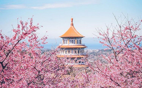 最新花況開好開滿！全台「5大賞櫻勝地」落櫻紛飛好夢幻