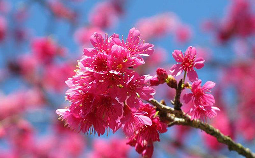 陽明山花季登場 周邊交通管制看過來