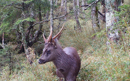 登山客注意！廚餘迫害台灣水鹿生態hen嚴重