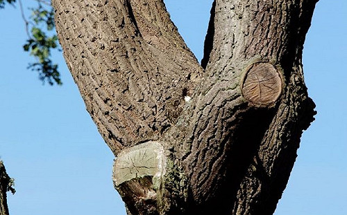 到底在哪？貓頭鷹躲樹上不見蹤影　網友崩潰：找不到...