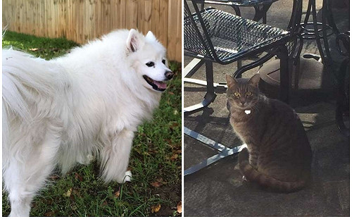 貓狗沒有大戰反而超親密  汪過世一年鄰居貓還在門口徘徊