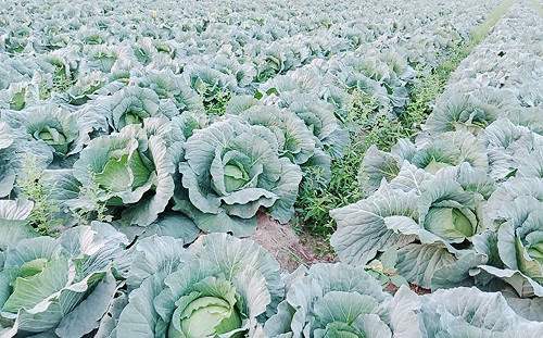 穩定高麗菜價！嘉義縣今日起試辦高麗菜種植登記
