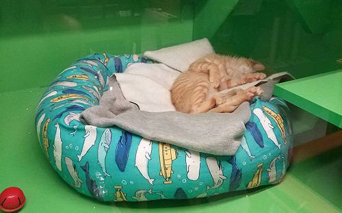 慎選寵物住宿！新北市非法寵物寄宿遭罰 10 萬