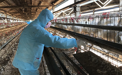 缺蛋風暴疫苗惹禍？農委會、農民說法羅生門