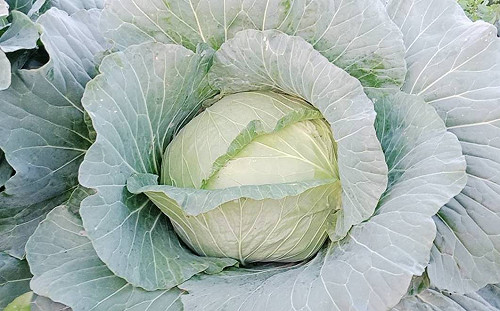 颱風還沒到菜先漲價！農糧署：預期心理影響