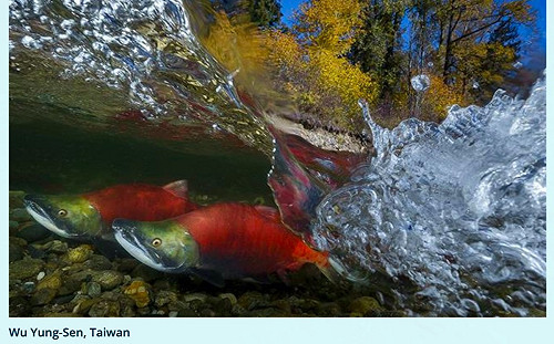 亞洲第1人！台攝影師「趴湍流5天6夜」奪國際水攝賽首獎