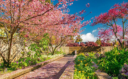 落櫻吹雪免費看！228到福壽山農場賞櫻正是時候