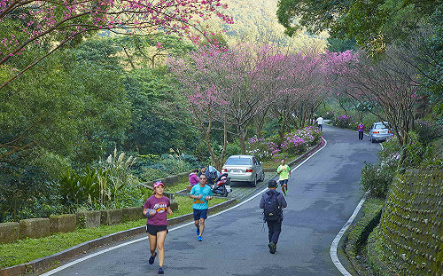 新北精選三處賞櫻攻略景點part 2：三芝「櫻木花道」