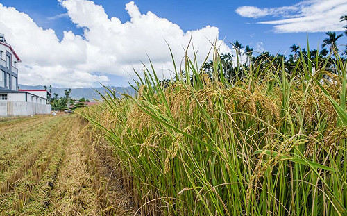 中國喊話廣州糧食夠百萬人吃半年  網傻眼︰廣州有1500萬人