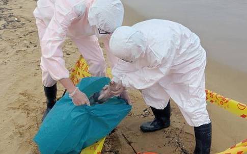 福隆沙灘驚見死豬！動保所人員帶回檢驗