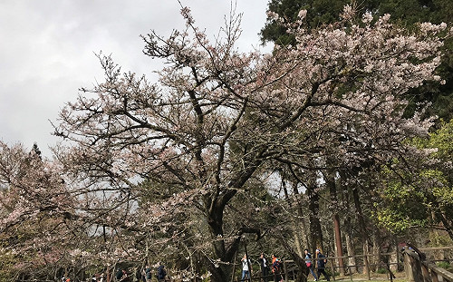 阿里山花季開跑！想要上山賞櫻交管看這裡