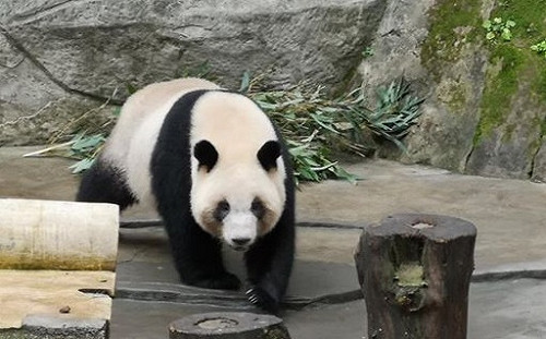 高雄將迎接貓熊  陸委會：無政治前提都歡迎