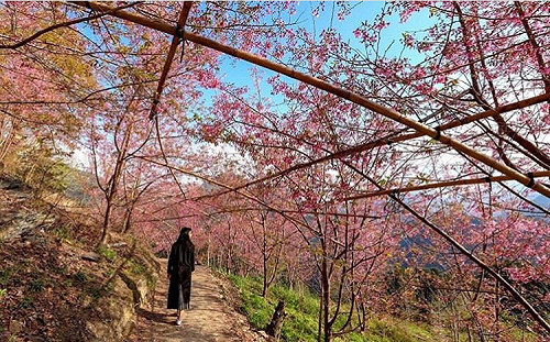 春天拜訪上帝的部落！司馬庫斯漫山櫻花景色好迷人