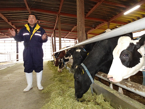 福島酪農談核災　要把消失130頭乳牛養回來
