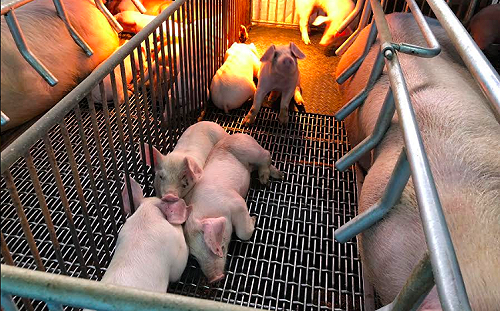 沼氣發電更環保！豬糞尿也能變黃金