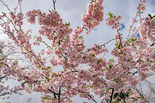 初春三月陶醉紅粉世界！福壽山農場櫻花、桃花輪番怒放中