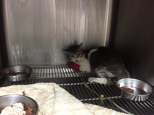 喵星人常見腎臟疾病！用這兩招提前預防