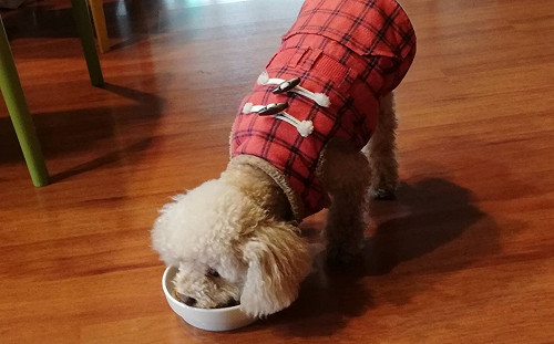 毛小孩也可買保險　這6種犬貓投保最多　8成理賠都這原因