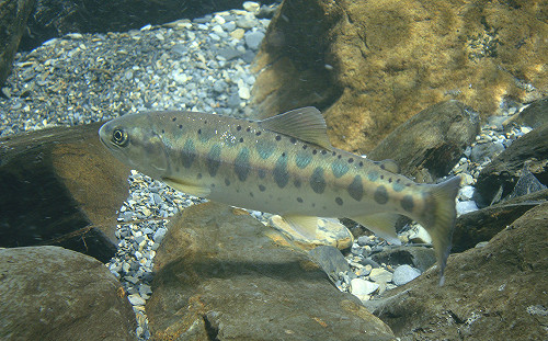 (影)國寶魚復育成功！七家灣溪櫻花鉤吻鮭數量創新高