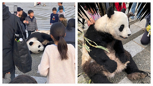 不在高雄！貓熊在東京馬路上躺平　民眾零距離圍觀超驚訝