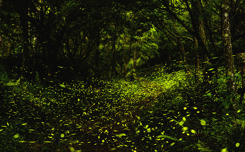 季節限定螢光閃閃！全台最佳5大賞螢好去處大公開