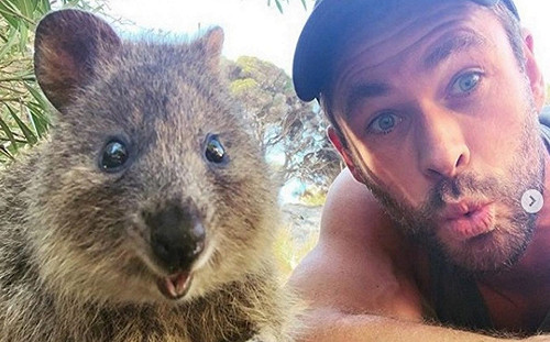 雷神克里斯漢斯沃造訪澳洲小島  和短尾矮袋鼠比萌！