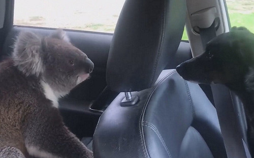 無尾熊霸車和狗狗大眼瞪小眼　爽吹冷氣不想走