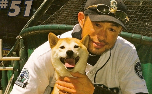 再見一朗／一朗愛犬是牠！終於可以跟主人好好玩耍