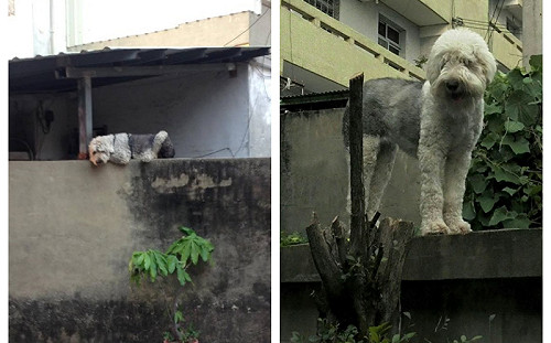 失聰大狗趴牆上遭丟石　飼主道出「鼻酸故事」曾救全家