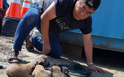 狗媽媽狂吠肉身擋吊車  保護貨櫃下剛出生的小幼犬