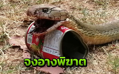 放生恐攻！泰國小村眼鏡王蛇出沒　毒蛇亂竄抓不完