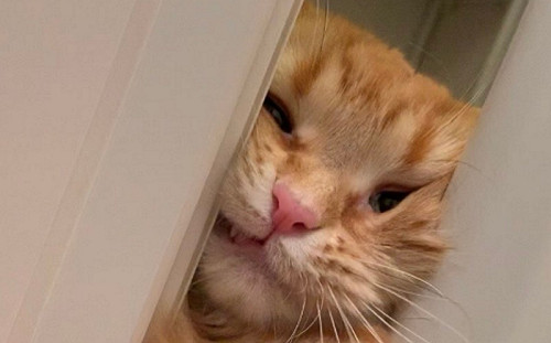 一生監督你一人！貓奴洗澡　貓咪擠歪臉就是要進浴室