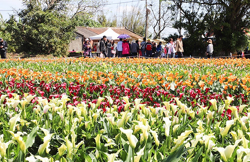 20萬株花海齊放 桃園彩色海芋季4/4盛大登場 