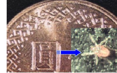 清明掃墓　著長袖衣褲防「恙」上身