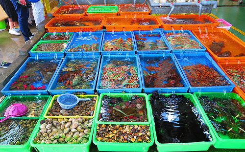 連假就要大啖海鮮　富基魚市大方送龍蝦、石斑魚