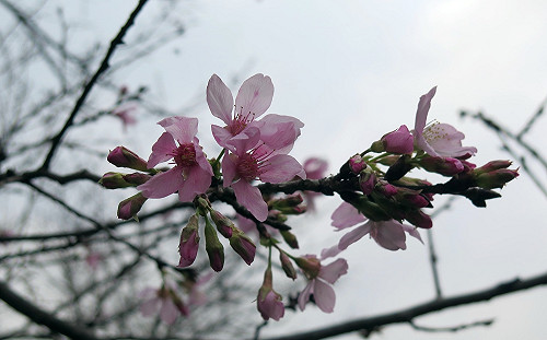 桐花季到來！土城賞桐登山遊開始報名　限額搶好康