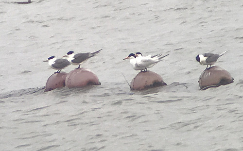 神話之鳥－黑嘴端鳳頭燕鷗現蹤金門