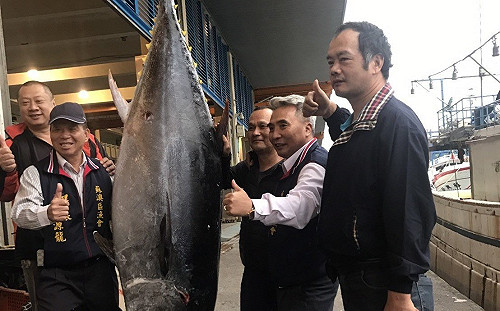 全台第一鮪在宜蘭！重達210公斤今上午11點拍賣