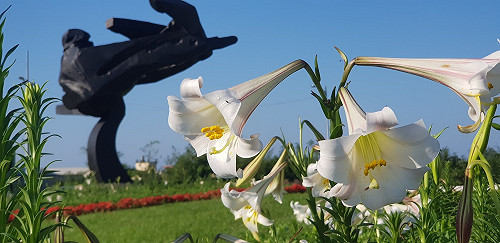 朱銘大師飛撲地標 台灣野百合盛開添嬌點